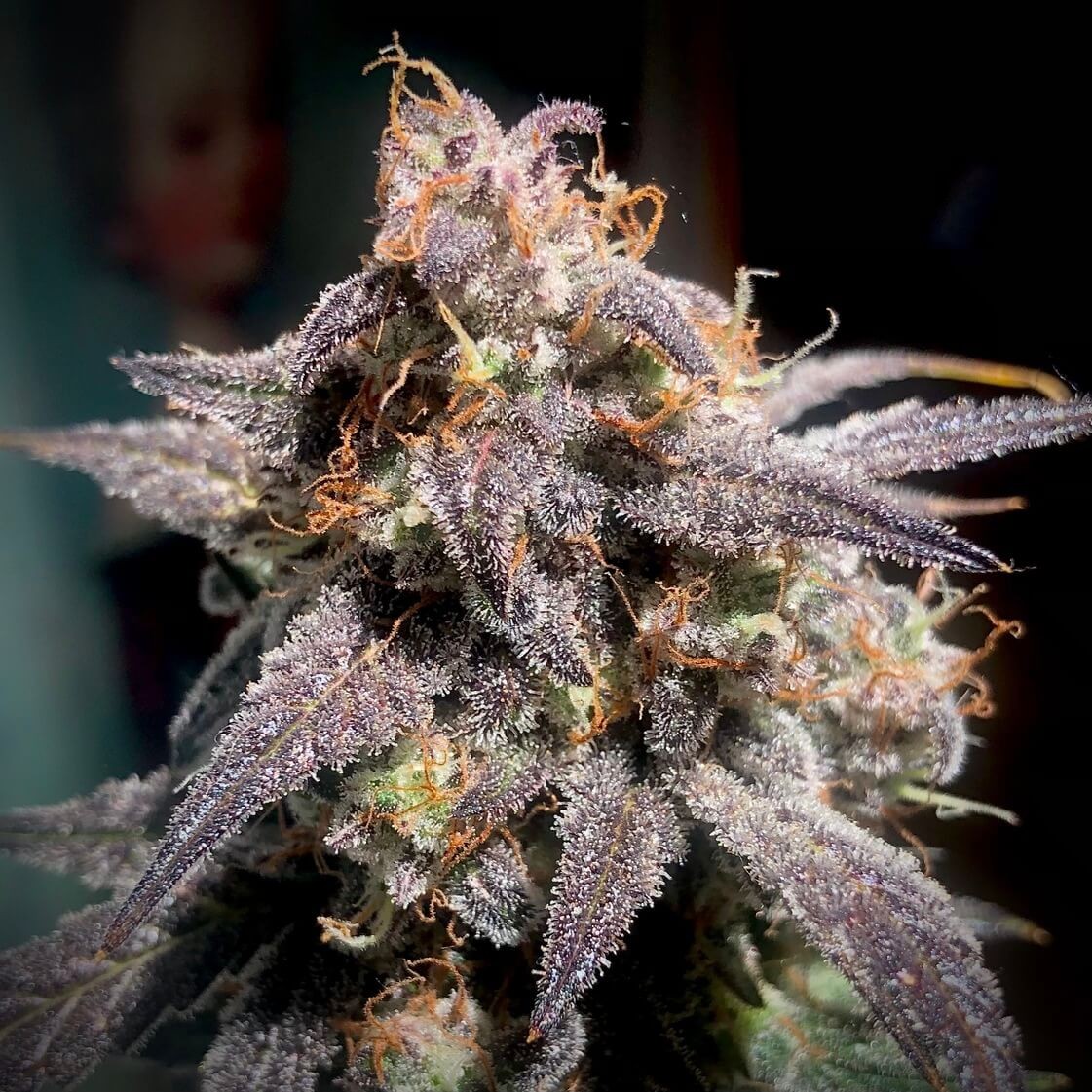 Super Orange Haze Auto Autoflower by Mephisto Genetics