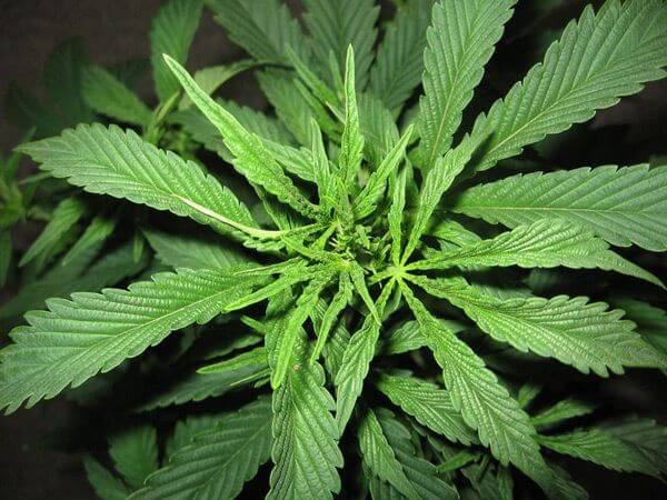 Super Silver Haze Regular by Mr Nice
