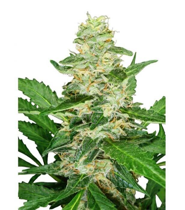 Super Skunk Auto Autoflower by Sensi Seeds