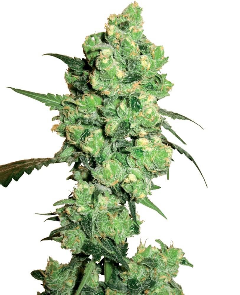 Super Skunk Regular by Sensi Seeds