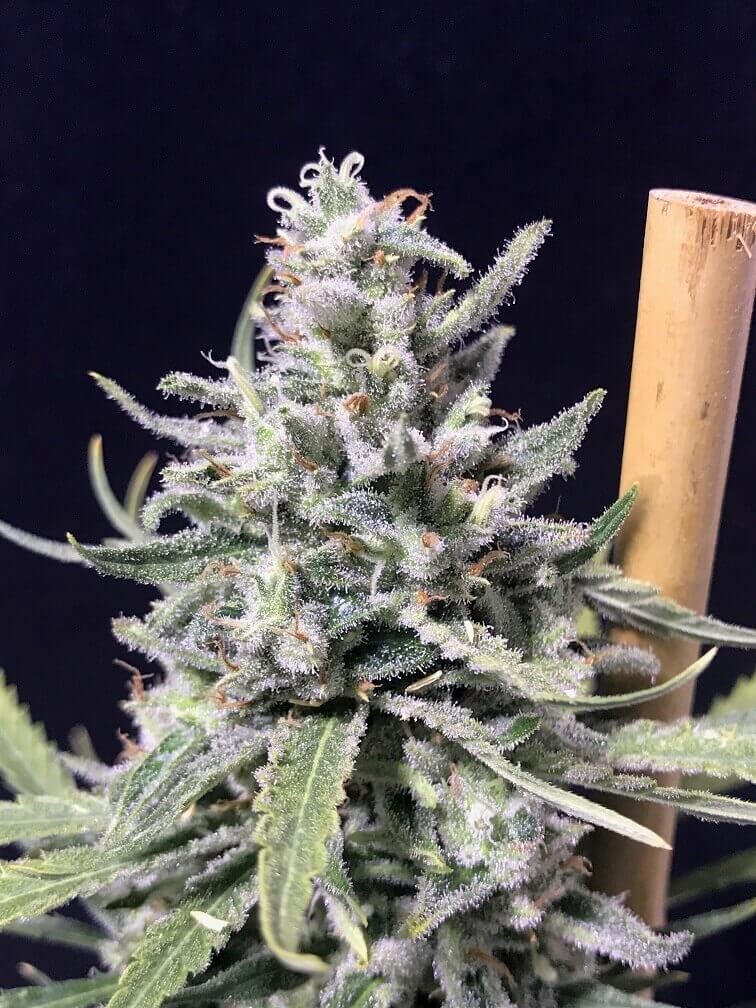 Super Skunk Thunderstorm Autoflower by R-Kiem Seeds
