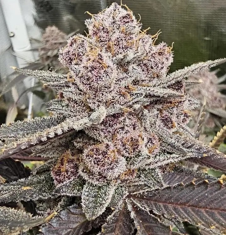 Super Trop Cherry Feminized by Relentless Genetics
