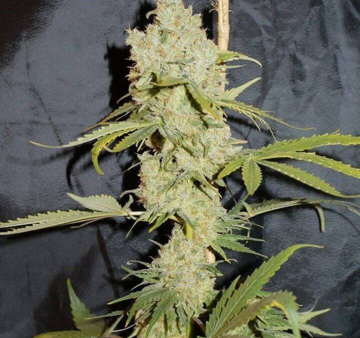 Superchoco Feminized by Paisa Seeds