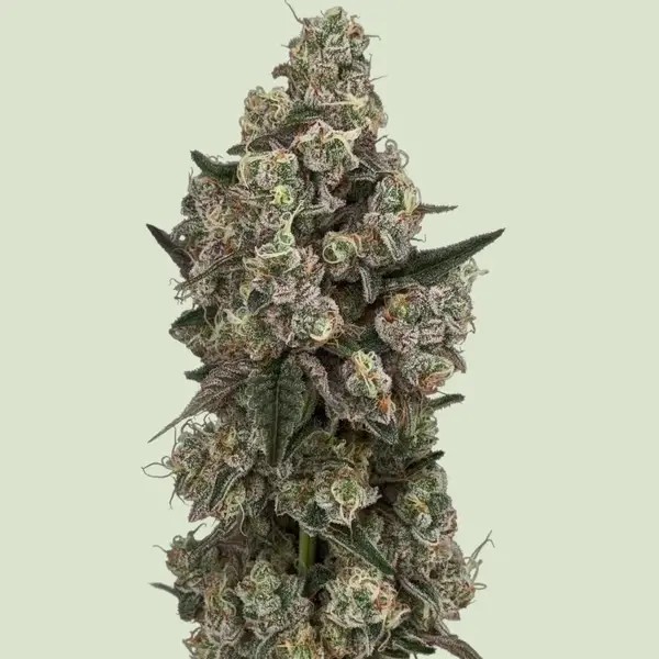 Supersoda F1 Feminized by Royal Queen Seeds