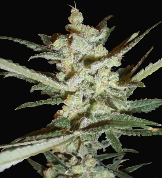 Supersonic Cristal Storm Autoflower by Samsara Seeds