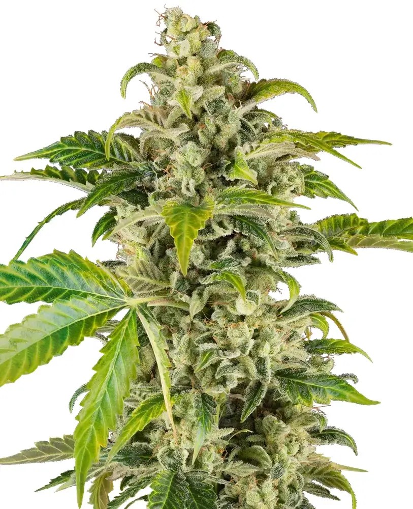 Sweet & Sour Cream Auto Autoflower by Sensi Seeds