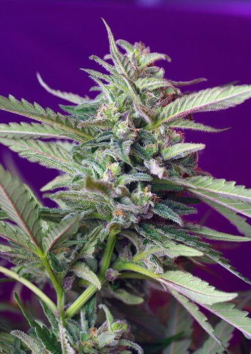 Sweet Afghani Delicious (SAD) Auto Autoflower by Sweet Seeds
