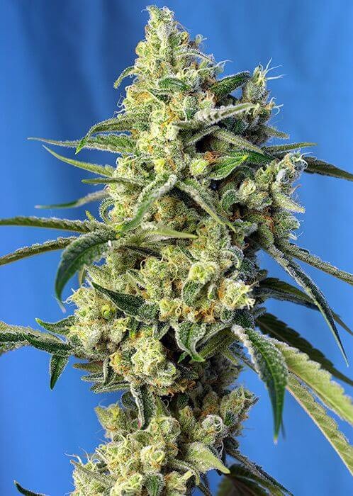Sweet Amnesia Haze Feminized by Sweet Seeds