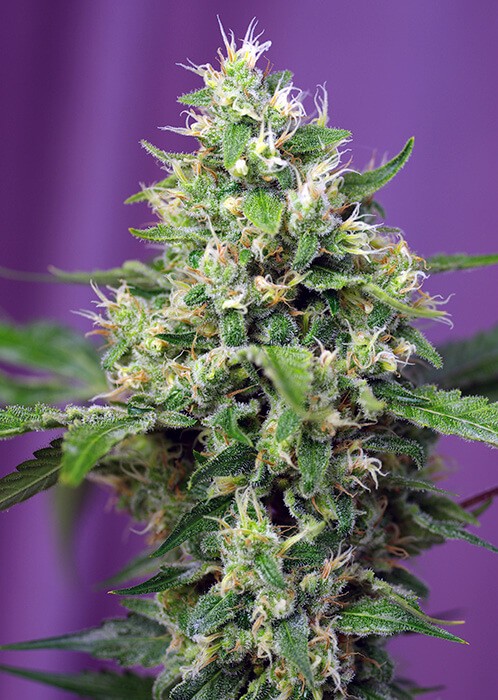 Sweet Amnesia Haze XL Auto Autoflower by Sweet Seeds