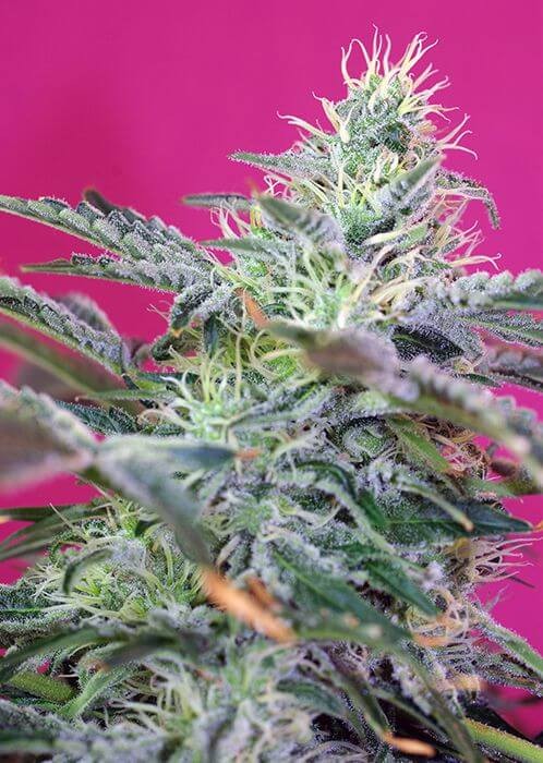 Sweet Cheese Auto Autoflower by Sweet Seeds
