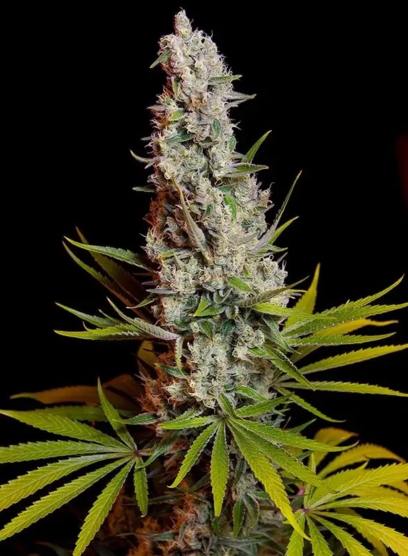 Sweet Cheese Feminized by Sweet Seeds