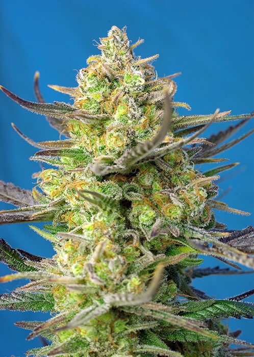 Sweet Cheese XL AUTO Autoflower by Sweet Seeds