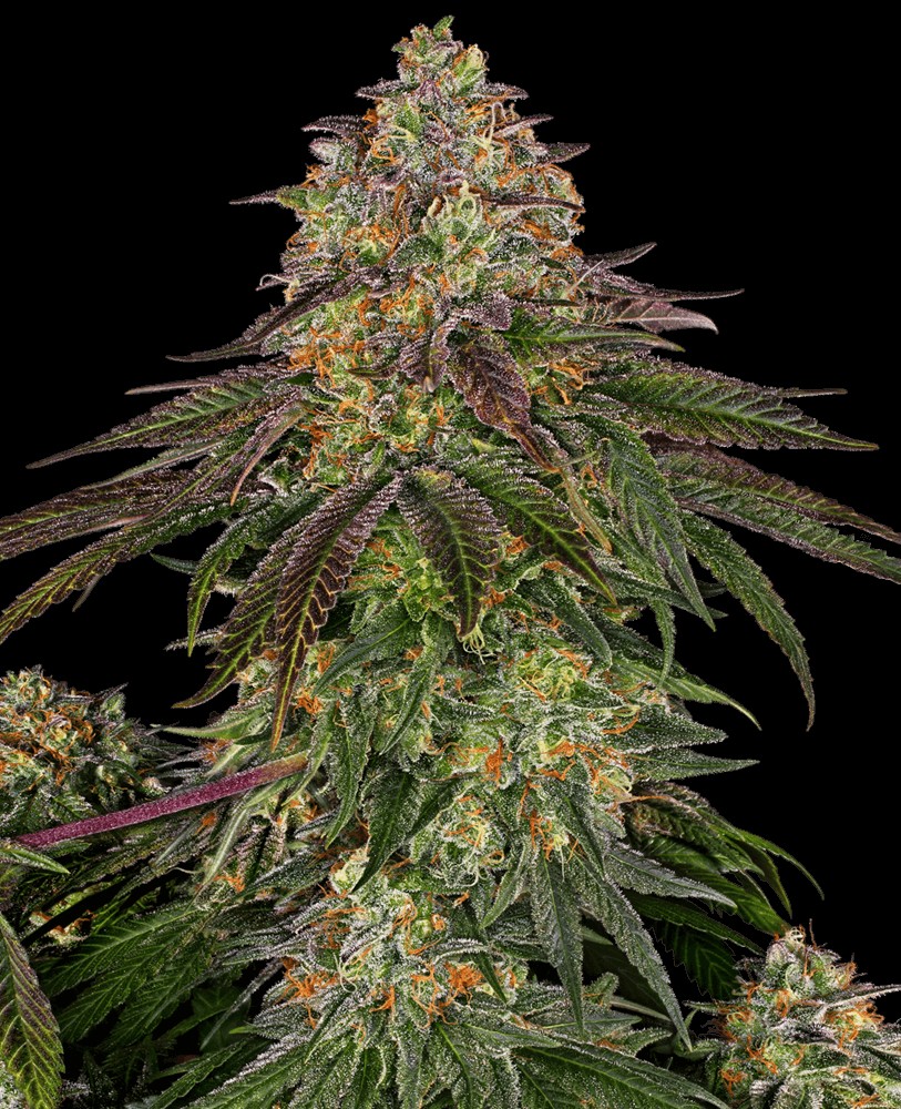Sweet Cherry Kush Feminized by Sensi Seeds