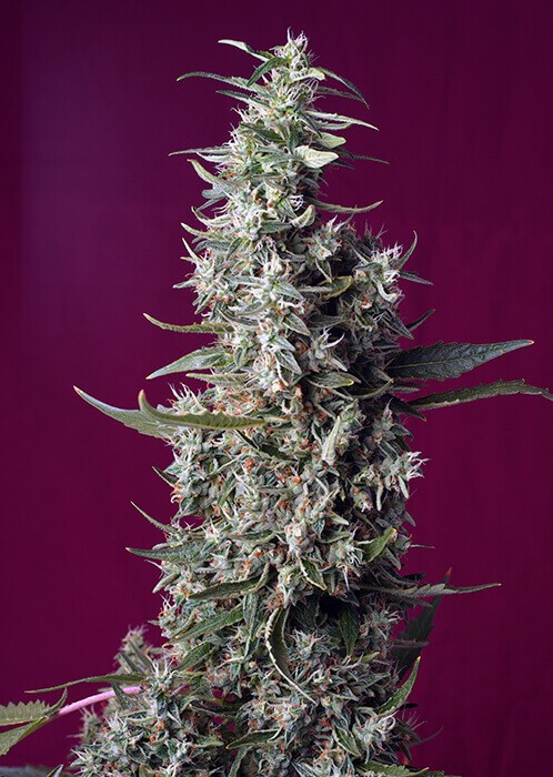 Sweet Cherry Pie Feminized by Sweet Seeds