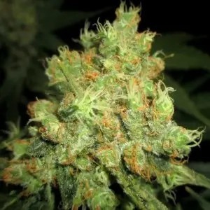 Sweet Cinnamon Regular by cannapot