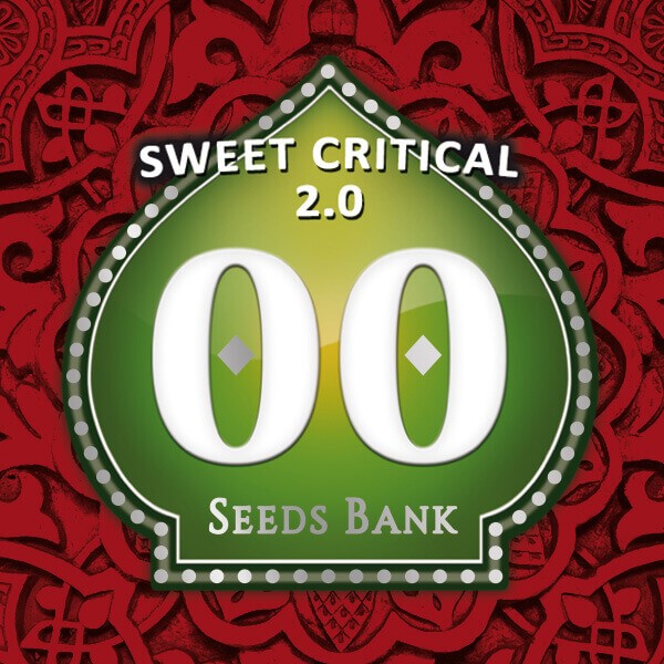 Sweet Critical 2.0 Feminized by 00 Seeds Bank