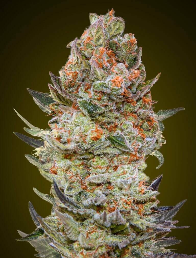 Sweet Critical CBD Feminized by 00 Seeds Bank