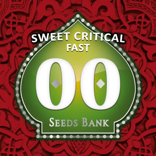 Sweet Critical Fast Feminized by 00 Seeds Bank