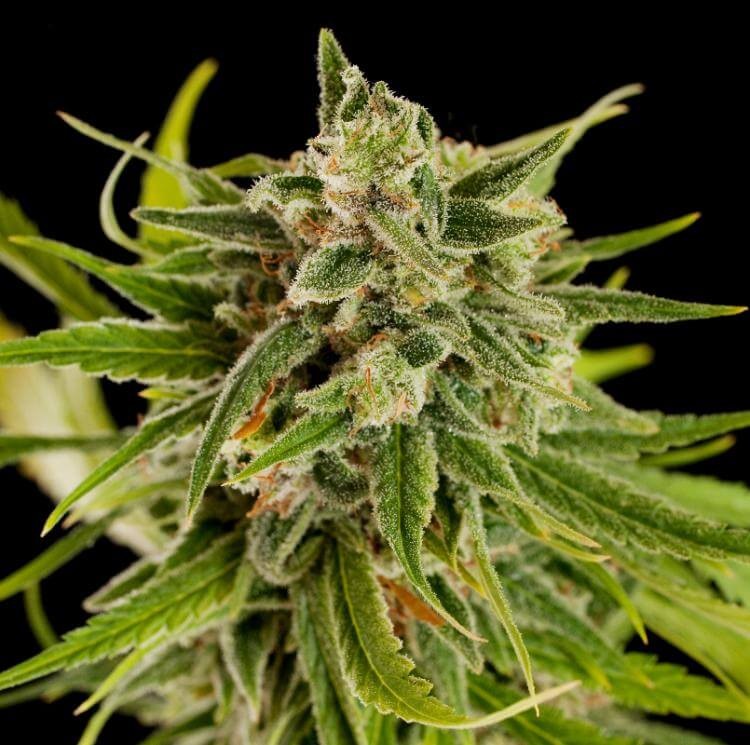 Sweet Deep Grapefruit Feminized by Dinafem