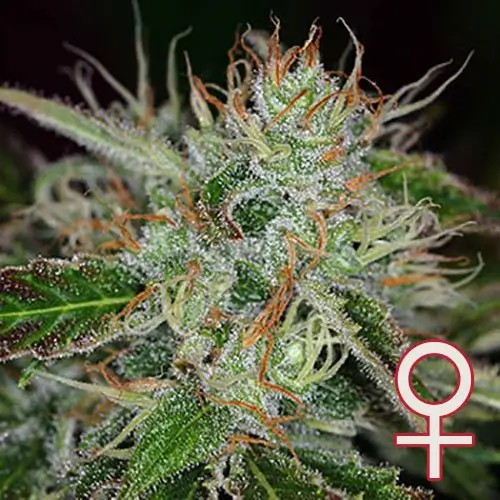Sweet Dreams Feminized by K.C. Brains