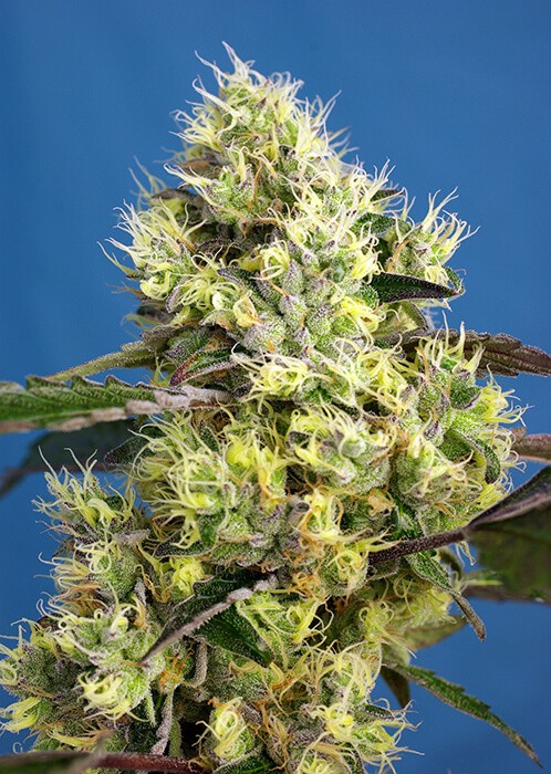 Sweet Gelato Auto Autoflower by Sweet Seeds