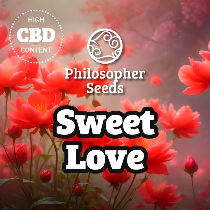 Sweet Love Feminized by Philosopher Seeds