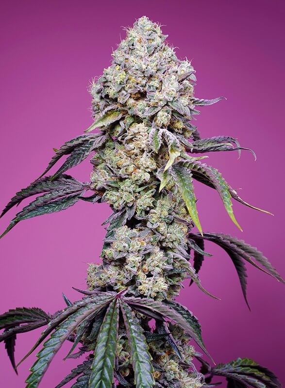 Sweet Mandarine Zkittlez F1 Fast Version Feminized by Sweet Seeds