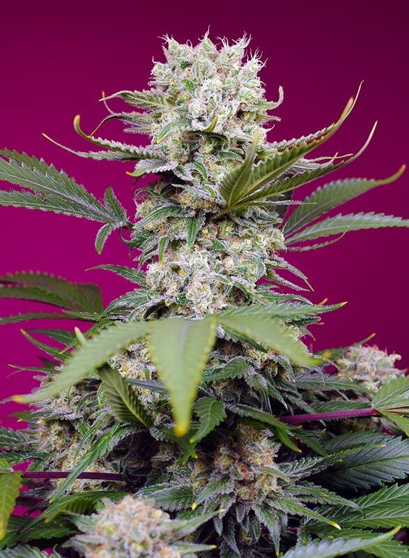 Sweet Mandarine Zkittlez XL Auto Autoflower by Sweet Seeds