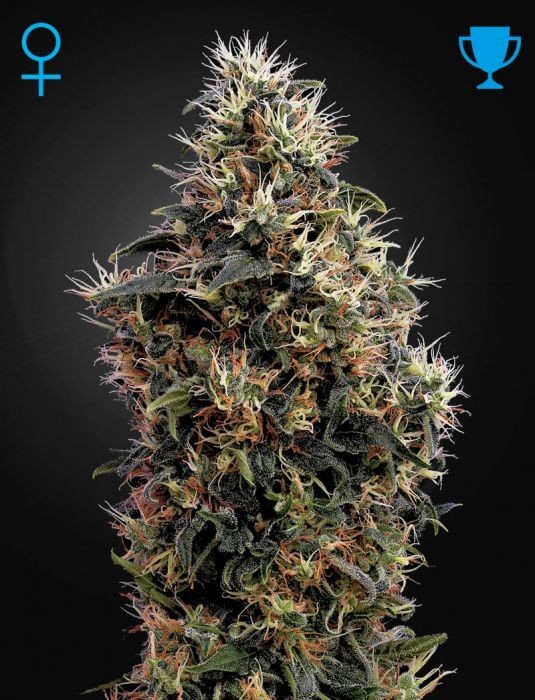 Sweet Mango Auto Autoflower by Green House seeds