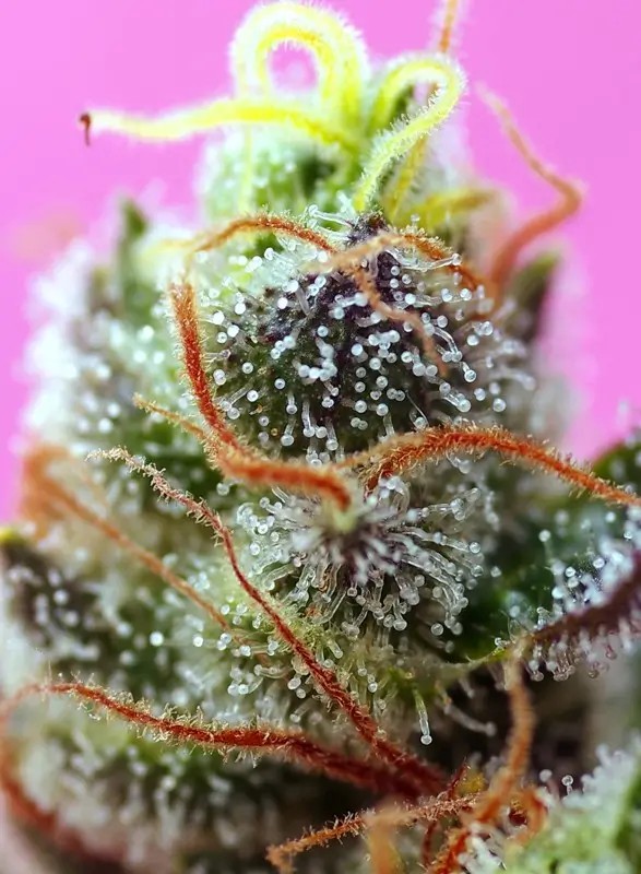 Sweet Mimosa XL Auto Autoflower by Sweet Seeds