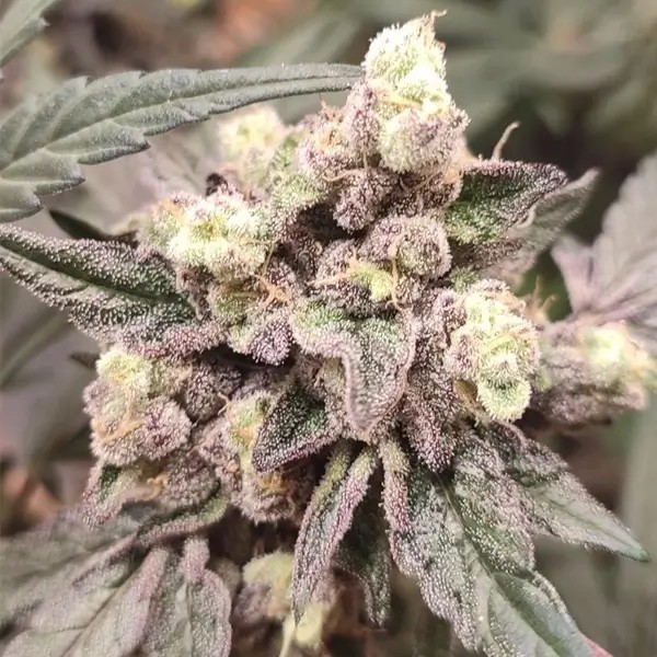 Sweet Pink Grapefruit Adventure Mix Feminized by Spice of Life