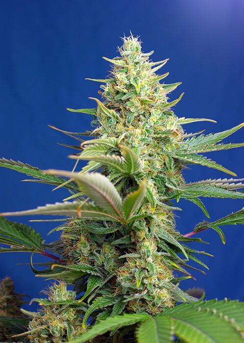 Sweet Pure Auto CBD Autoflower by Sweet Seeds