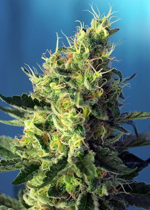 Sweet Pure CBD Feminized by Sweet Seeds