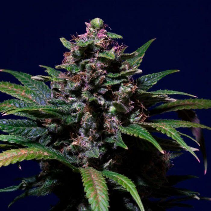 Sweet Purple Feminized by Paradise Seeds