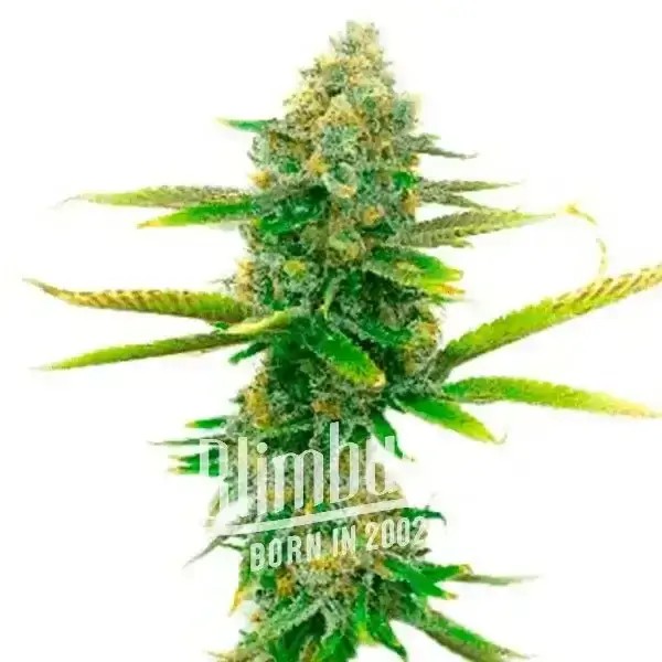 Sweet Tooth Feminized by Blimburn Seeds