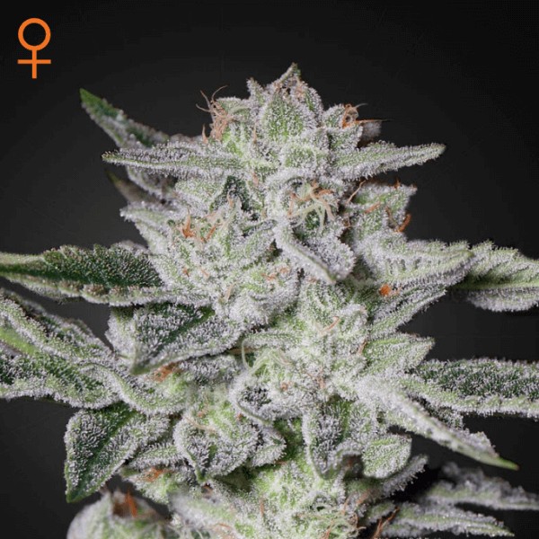 Sweet Valley Kush Feminized by Green House seeds