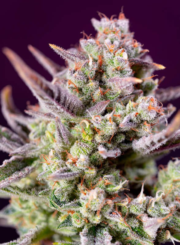 Sweet Z XL Auto Autoflower by Sweet Seeds
