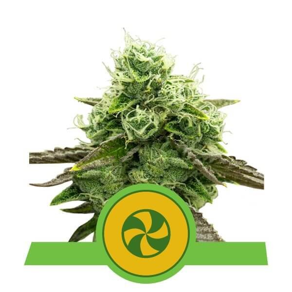 Sweet ZZ Auto Autoflower by Royal Queen Seeds