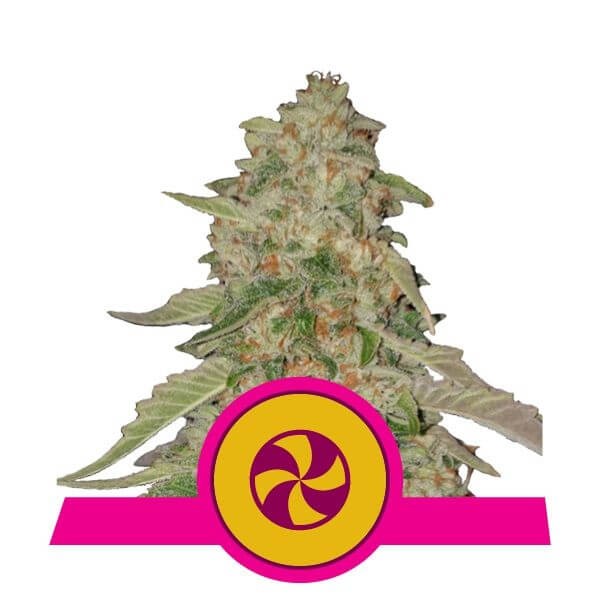 Sweet ZZ Feminized by Royal Queen Seeds