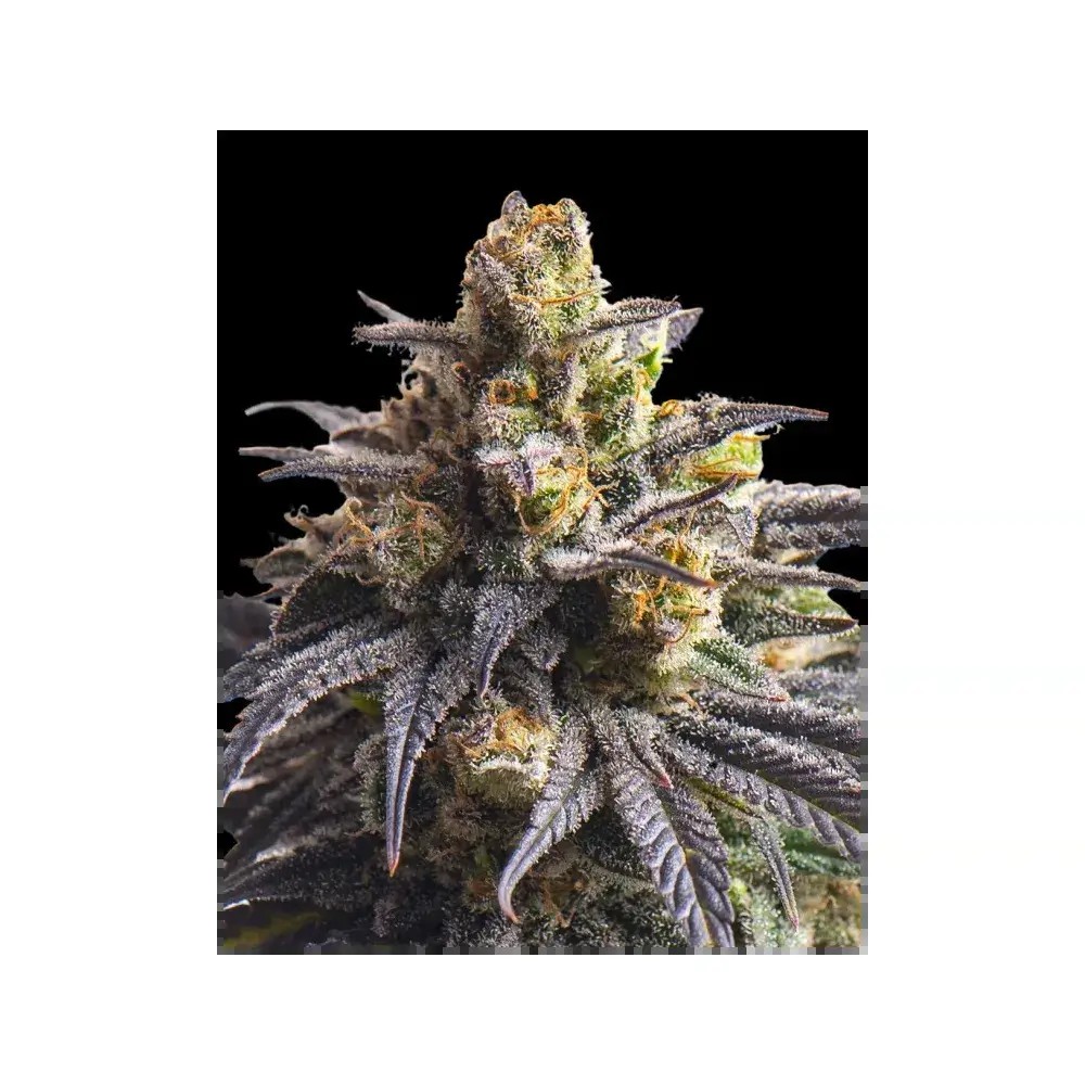 Sweetheart Triploid Feminized by Triploid Genetics