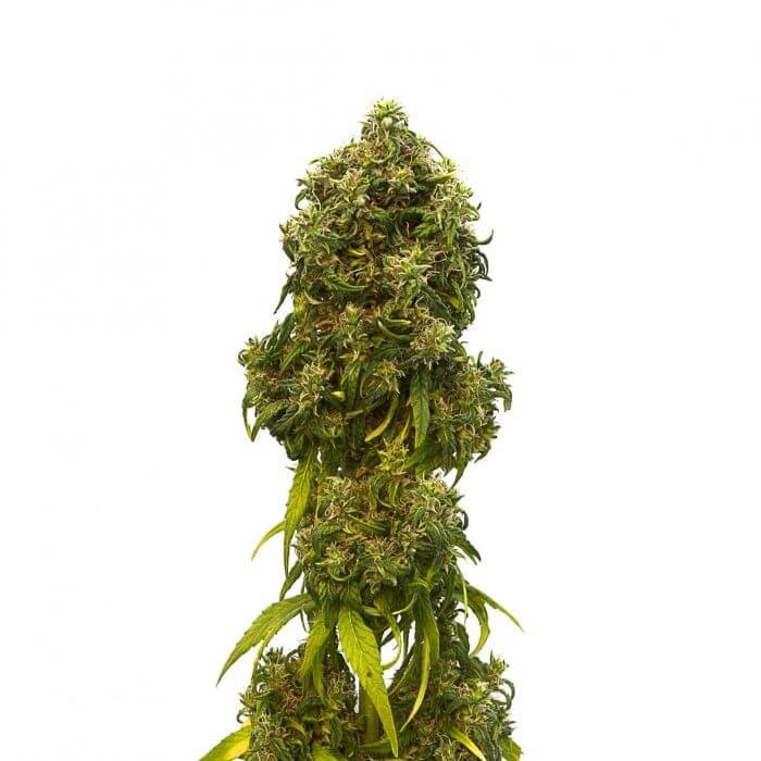 Swiss Dream Auto CBD Autoflower by Kannabia