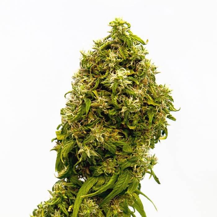 Swiss Dream CBD Feminized by Kannabia