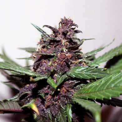 Swiss Dream Rosé Auto CBD Autoflower by Kannabia