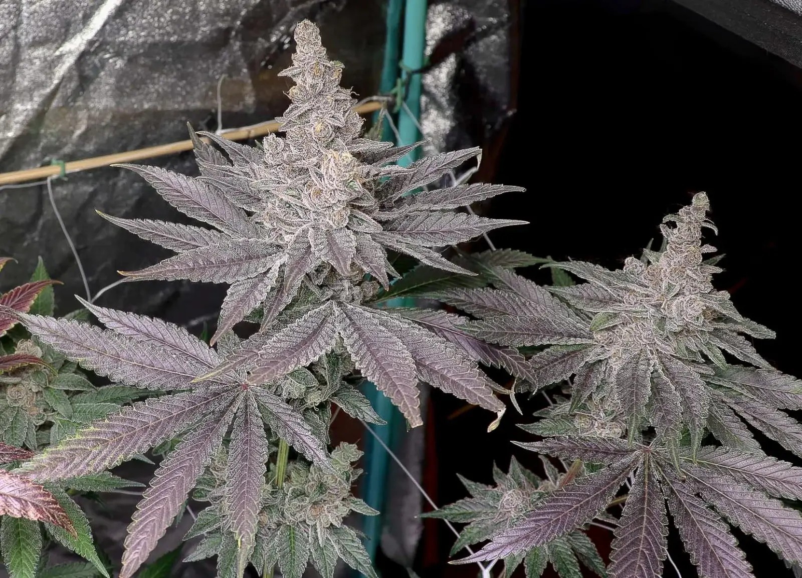 Swolfire Feminized by Solfire Gardens