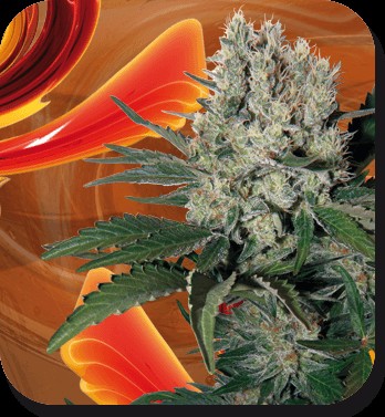 Syrup Autoflower by Buddha Seeds