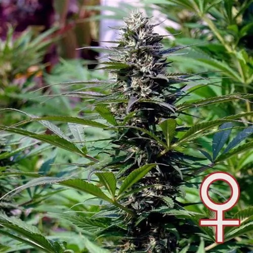 T.N.R. Feminized by K.C. Brains