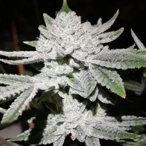 Tacky Glue Feminized by In House Genetics
