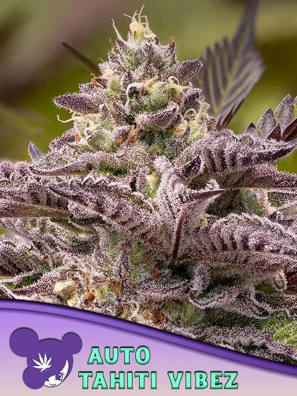 Tahiti Vibez Auto Autoflower by Anesia Seeds