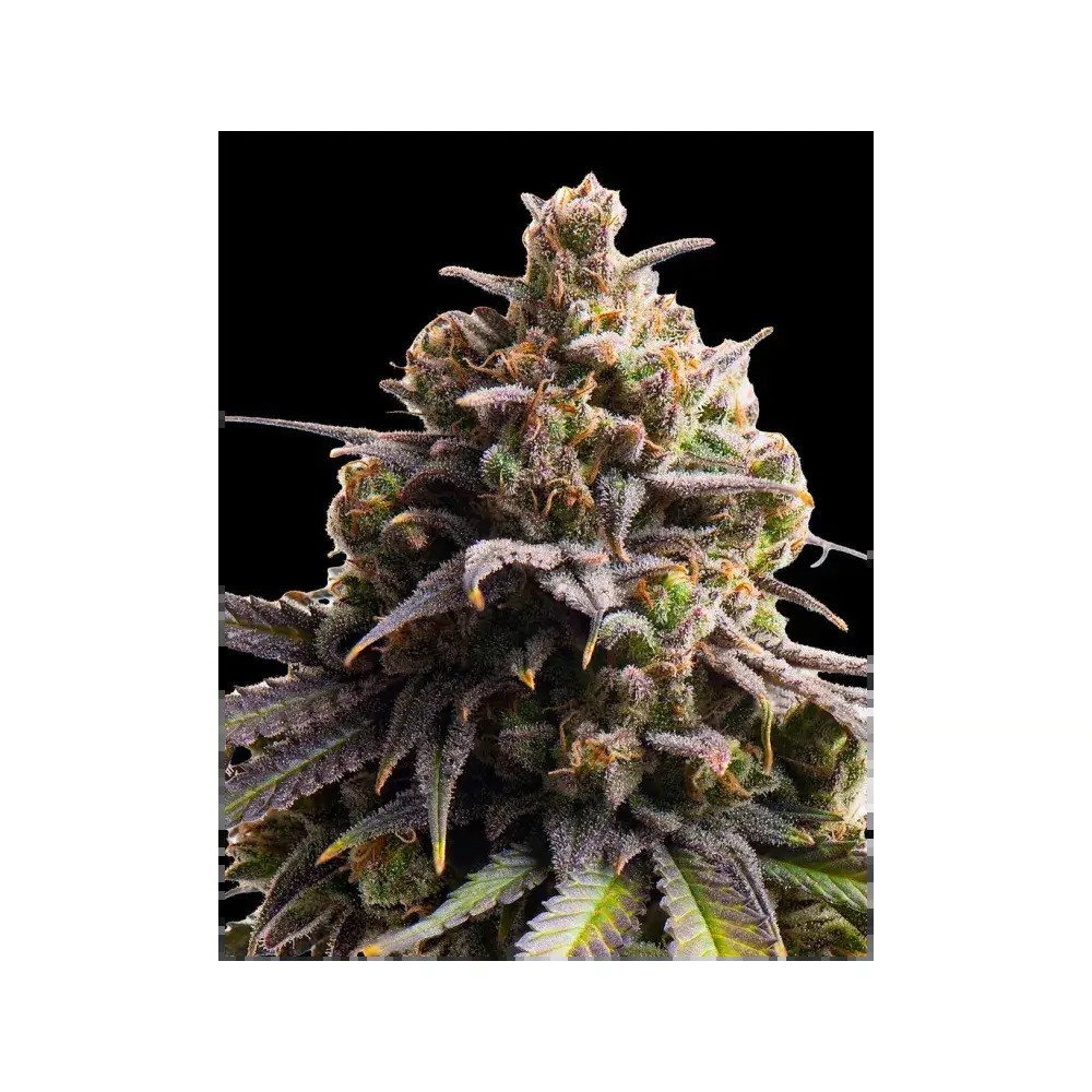 Tahitian Tingle Triploid Feminized by Triploid Genetics