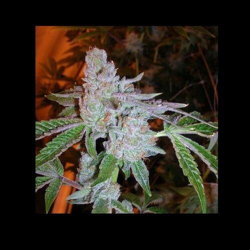 Tahoe OG Kush Feminized by The Cali Connection
